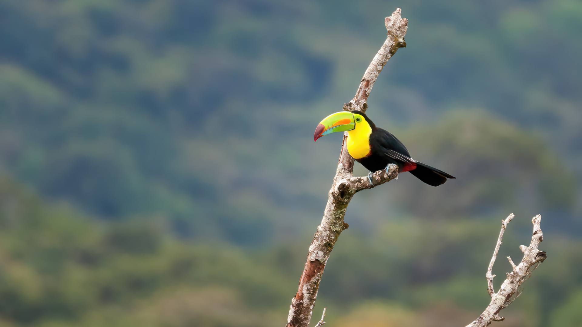 Fischertukan (Ramphastos sulfuratus), auch Regenbogentukan